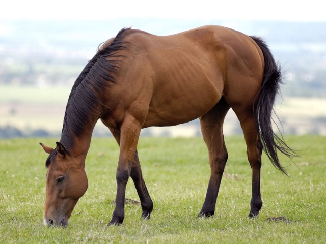 Categoria "Zootecnia equini"