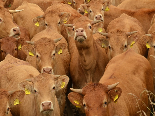 Categoria "Zootecnia bovini"