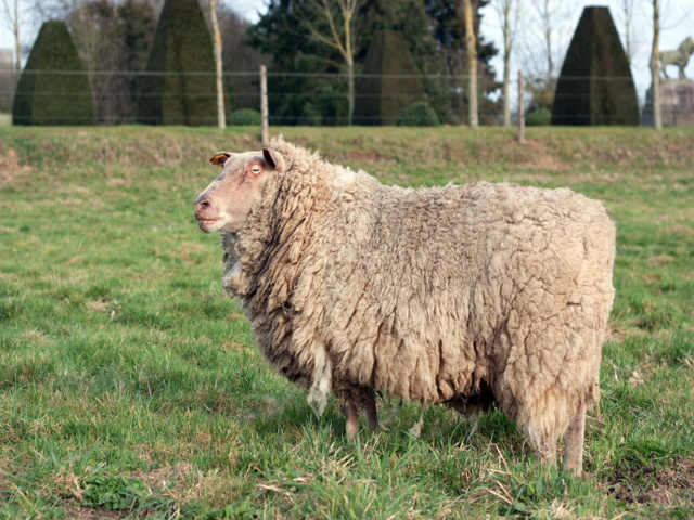 Categoria "Zootecnia ovini"
