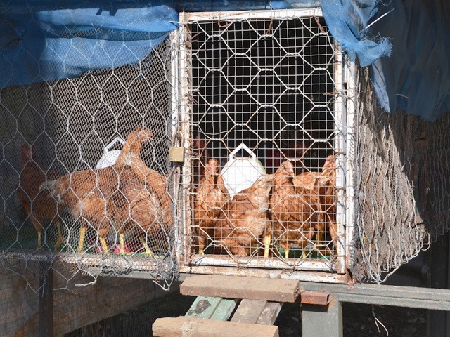 Categoria "Gabbie per polli e galline"